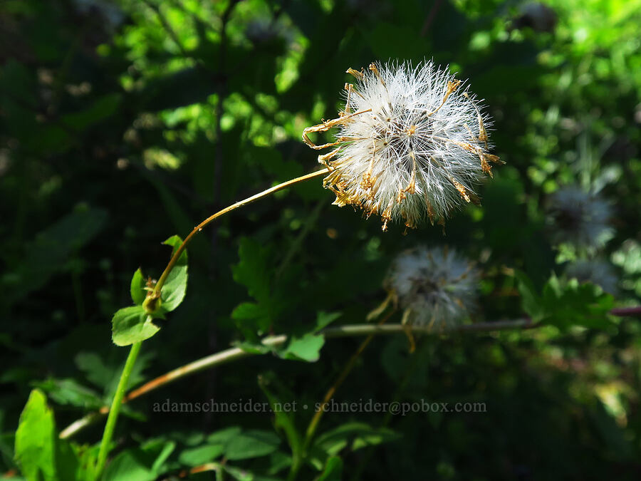 broad-leaf arnica, gone to seed (Arnica latifolia) [Cook and Green Trail, Rogue River-Siskiyou National Forest, Siskiyou County, California]