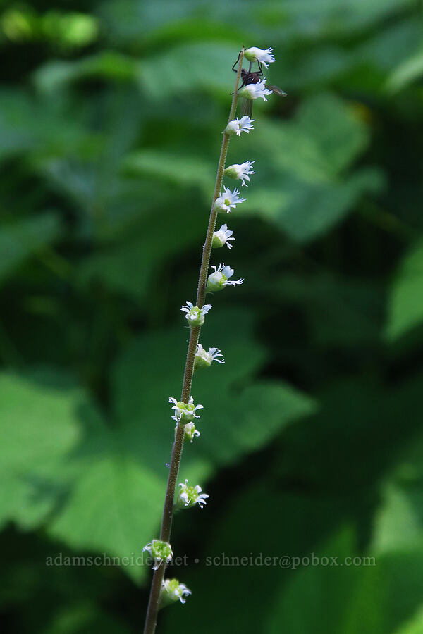 angle-leaf mitrewort (Ozomelis diversifolia (Mitella diversifolia)) [Cook and Green Trail, Rogue River-Siskiyou National Forest, Siskiyou County, California]
