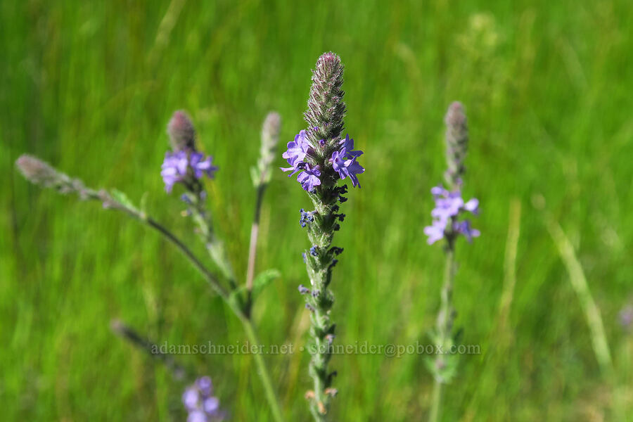 western vervain (Verbena lasiostachys) [Forest Road 1055, Rogue River-Siskiyou National Forest, Siskiyou County, California]