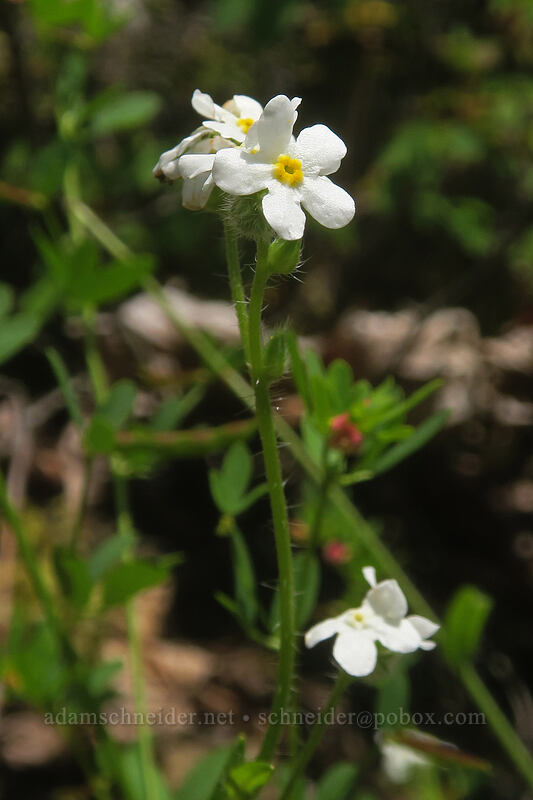 common cryptantha (Cryptantha intermedia) [Elk Mountain Trail, Tillamook State Forest, Tillamook County, Oregon]