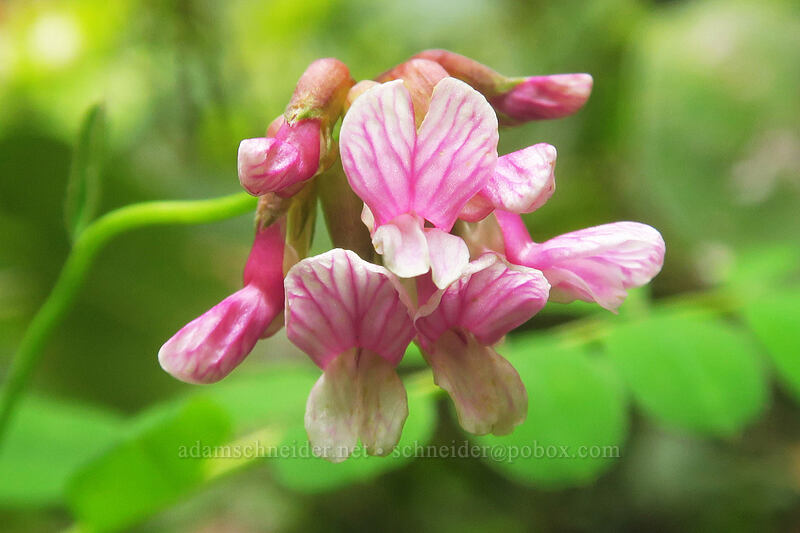 rosy bird's-foot trefoil (Hosackia rosea (Lotus aboriginus)) [Elk Mountain Trail, Tillamook State Forest, Tillamook County, Oregon]