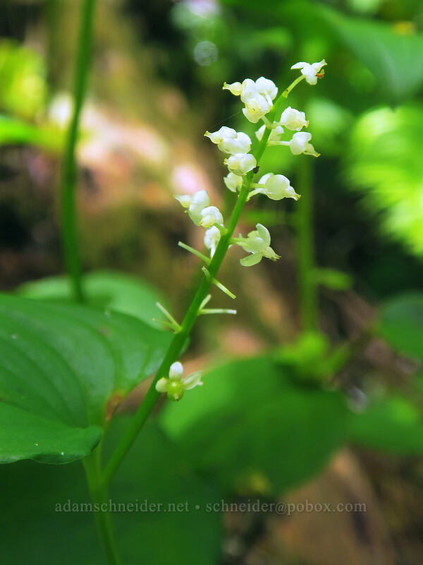 false lily-of-the-valley (Maianthemum dilatatum) [Elk Mountain Trail, Tillamook State Forest, Tillamook County, Oregon]