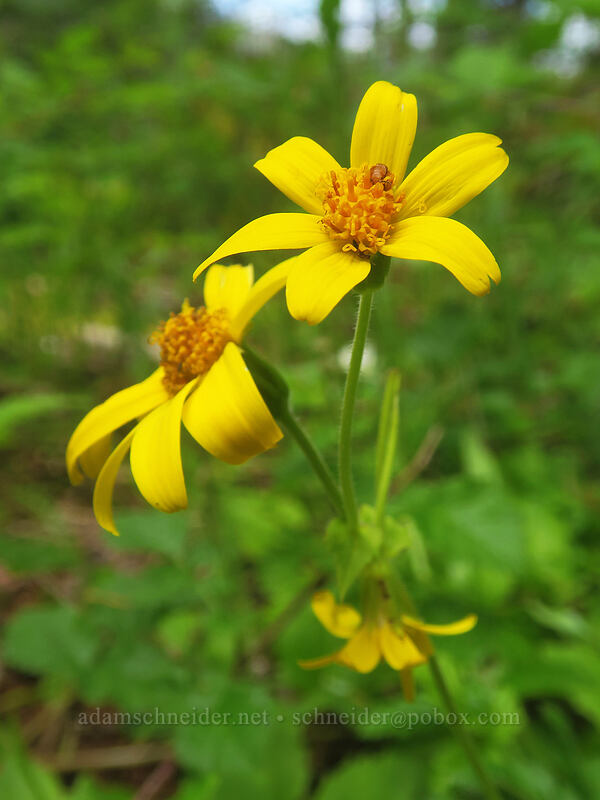 broad-leaf arnica (Arnica latifolia) [Elk Mountain Trail, Tillamook State Forest, Tillamook County, Oregon]