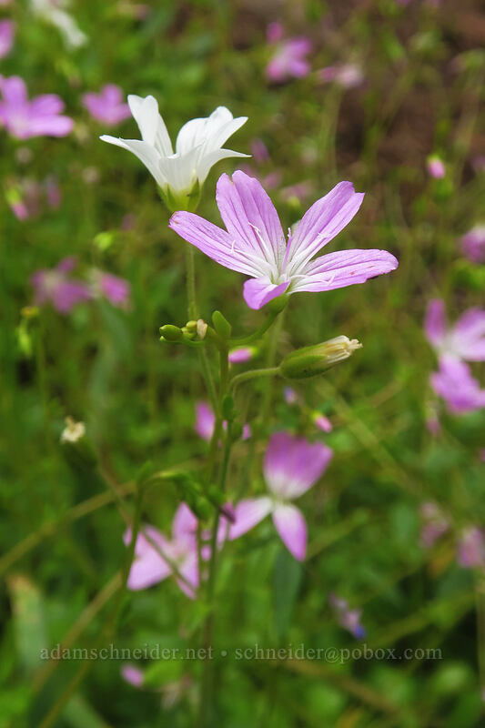 little-leaf montia (Montia parvifolia (Claytonia parvifolia)) [Elk Mountain Trail, Tillamook State Forest, Tillamook County, Oregon]
