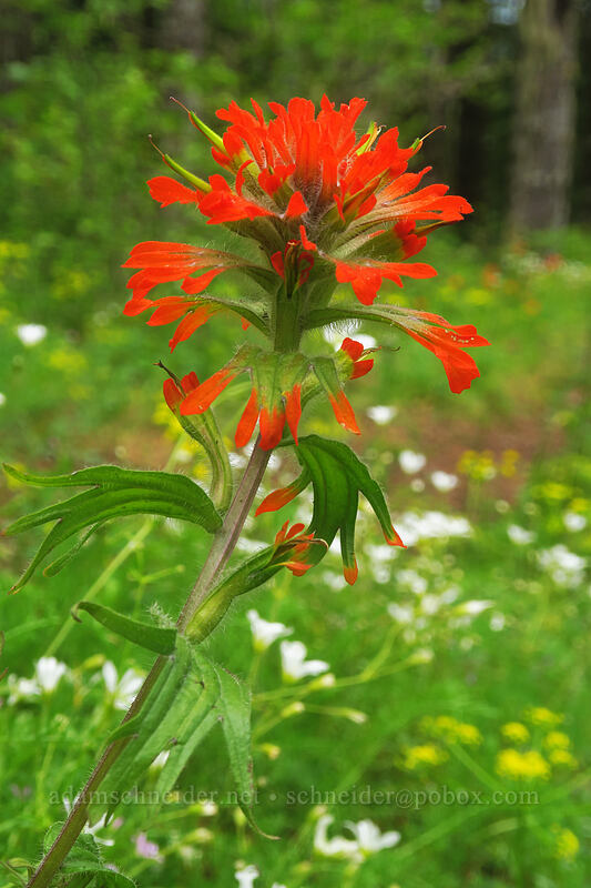 harsh paintbrush (Castilleja hispida var. hispida) [Elk Mountain Trail, Tillamook State Forest, Tillamook County, Oregon]