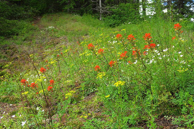 paintbrush, desert parsley, & chickweed (Castilleja hispida var. hispida, Lomatium martindalei, Cerastium arvense) [Elk Mountain Trail, Tillamook State Forest, Tillamook County, Oregon]