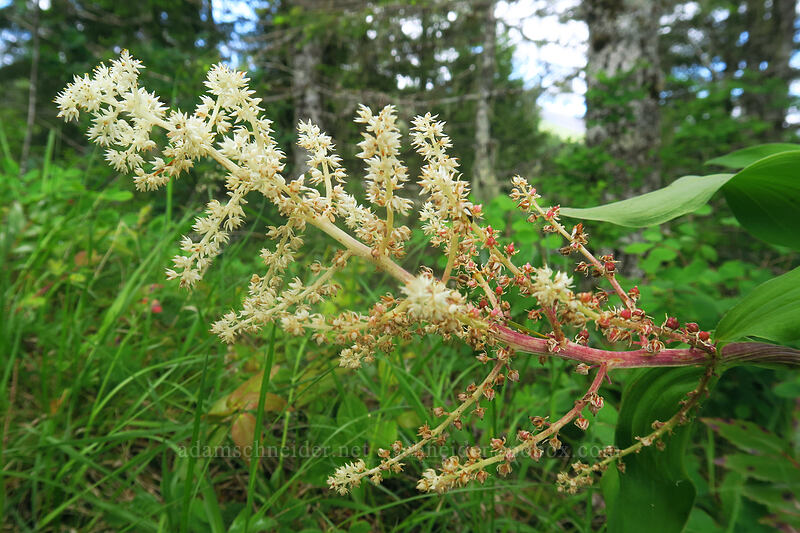 feathery false solomon's-seal (Maianthemum racemosum ssp. amplexicaule (Smilacina racemosa)) [Elk Mountain Trail, Tillamook State Forest, Tillamook County, Oregon]