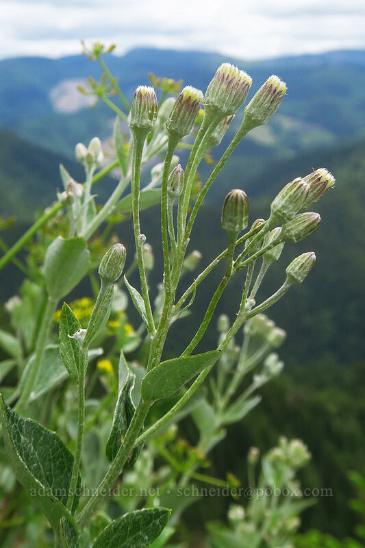 silver-back luina, budding (Luina hypoleuca) [Elk Mountain summit, Tillamook State Forest, Tillamook County, Oregon]