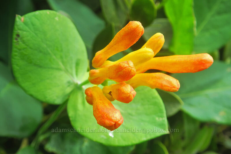 orange honeysuckle, budding (Lonicera ciliosa) [Elk Mountain summit, Tillamook State Forest, Tillamook County, Oregon]