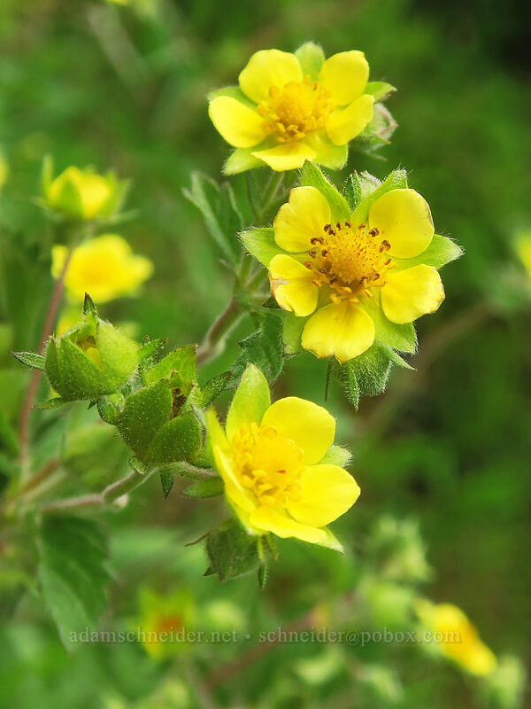 coast drymocallis (sticky cinquefoil) (Drymocallis wrangelliana (Potentilla glandulosa var. wrangelliana)) [Elk Mountain Trail, Tillamook State Forest, Tillamook County, Oregon]