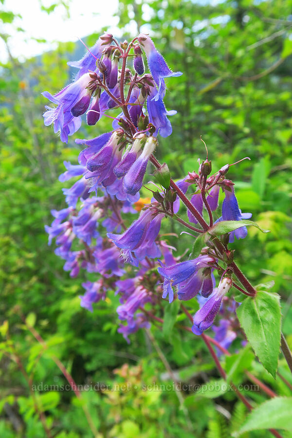 broad-leaf penstemon (Penstemon ovatus) [Elk Mountain Trail, Tillamook State Forest, Tillamook County, Oregon]