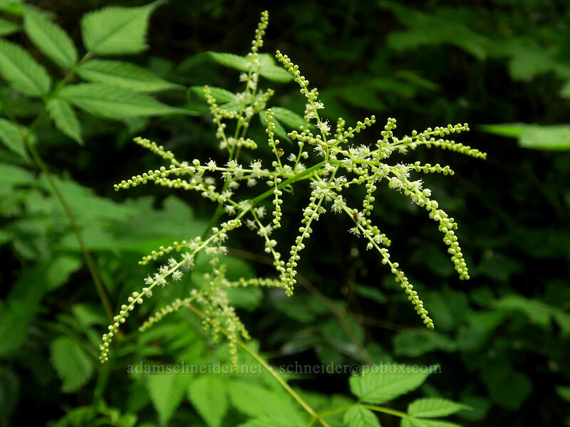 goat's beard, budding (Aruncus dioicus (Aruncus sylvester)) [Elk Mountain Trail, Tillamook State Forest, Tillamook County, Oregon]