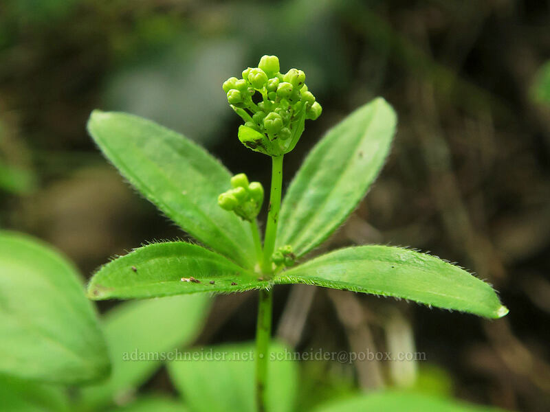 Oregon bedstraw, budding (Galium oreganum) [Elk Mountain Trail, Tillamook State Forest, Tillamook County, Oregon]