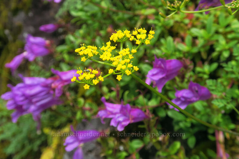desert parsley & penstemon (Lomatium martindalei, Penstemon cardwellii) [Elk Mountain Trail, Tillamook State Forest, Tillamook County, Oregon]