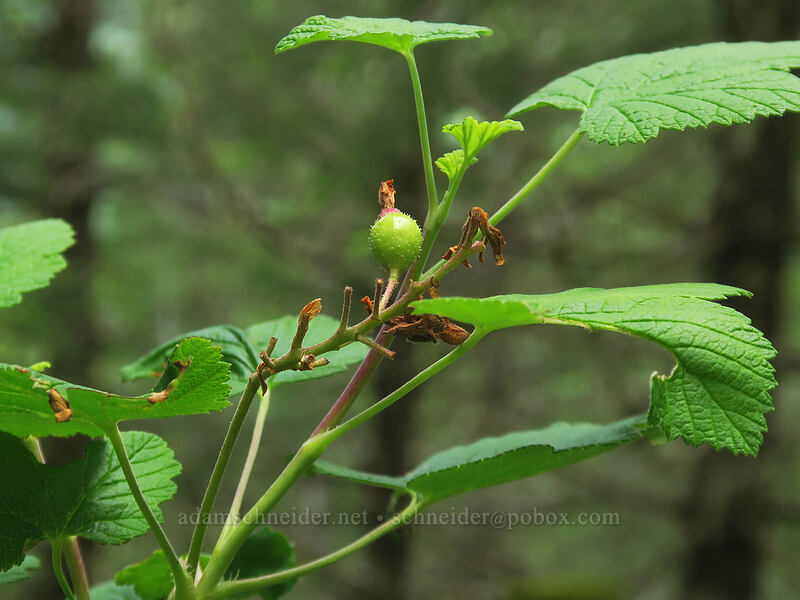 unripe berry of red-flowering currant (Ribes sanguineum) [Elk Mountain Trail, Tillamook State Forest, Tillamook County, Oregon]