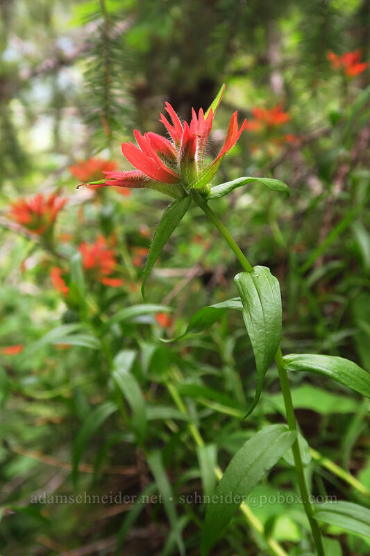 scarlet paintbrush (Castilleja miniata) [Elk Mountain Trail, Tillamook State Forest, Tillamook County, Oregon]