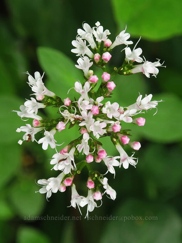 Scouler's valerian (Valeriana scouleri (Valeriana sitchensis ssp. scouleri)) [Elk Mountain Trail, Tillamook State Forest, Tillamook County, Oregon]