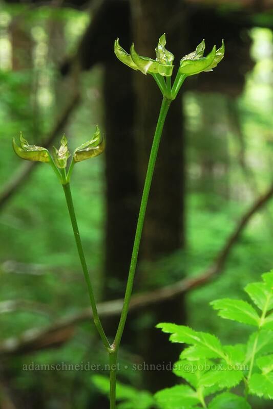 seed-pods of Oregon gold-threads (Coptis laciniata) [Elk Mountain Trail, Tillamook State Forest, Tillamook County, Oregon]