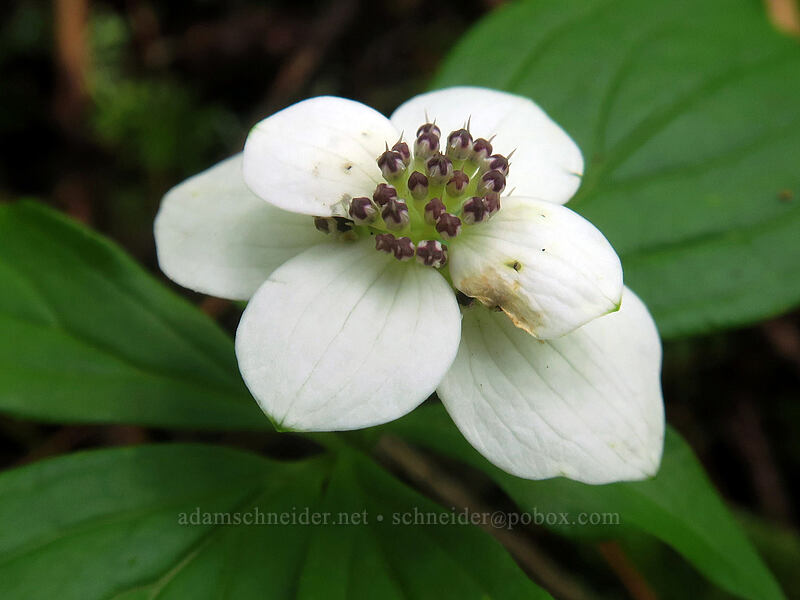 bunchberry flower with 2 extra bracts (Cornus unalaschkensis (Cornus canadensis)) [Elk Mountain Trail, Tillamook State Forest, Tillamook County, Oregon]