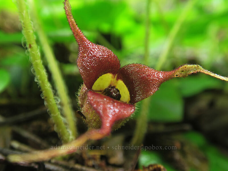 western wild ginger (Asarum caudatum) [Elk Mountain Trail, Tillamook State Forest, Tillamook County, Oregon]