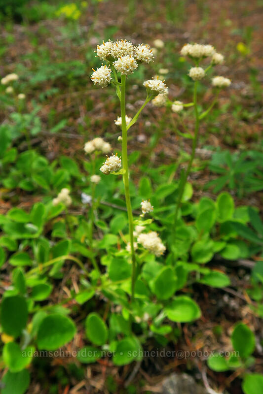 Hooker's pussy-toes, staminate (male) flowers (Antennaria racemosa) [Elk Mountain Trail, Tillamook State Forest, Tillamook County, Oregon]