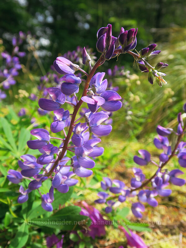 broad-leaf lupine (Lupinus latifolius var. latifolius) [Elk Mountain Trail, Tillamook State Forest, Tillamook County, Oregon]