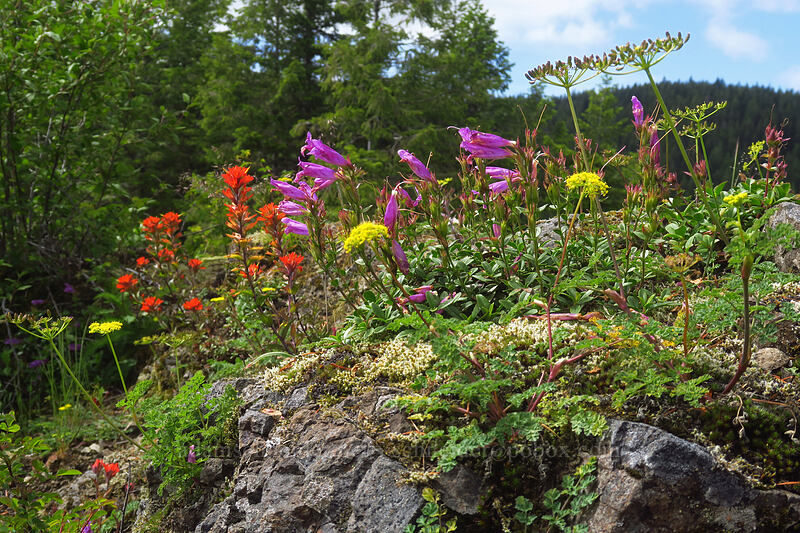 penstemon, paintbrush, & desert parsley (Penstemon cardwellii, Castilleja hispida var. hispida, Lomatium martindalei) [Elk Mountain Trail, Tillamook State Forest, Tillamook County, Oregon]