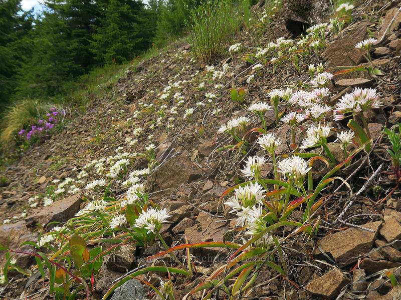 Olympic onion flowers (Allium crenulatum) [Elk Mountain Trail, Tillamook State Forest, Tillamook County, Oregon]