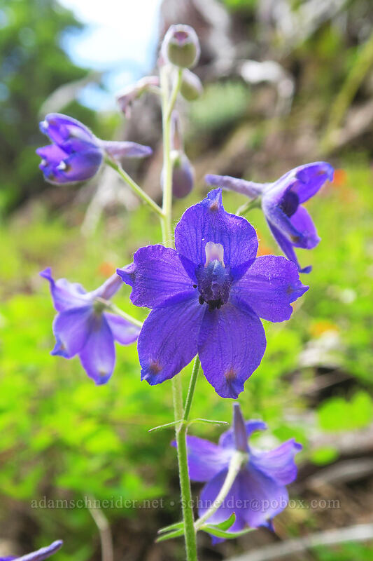 Menzies' larkspur (Delphinium menziesii) [Elk Mountain Trail, Tillamook State Forest, Tillamook County, Oregon]