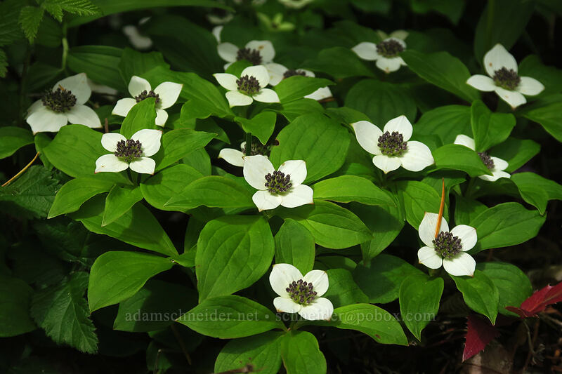 bunchberries (Cornus unalaschkensis (Cornus canadensis)) [Elk Mountain Trail, Tillamook State Forest, Tillamook County, Oregon]