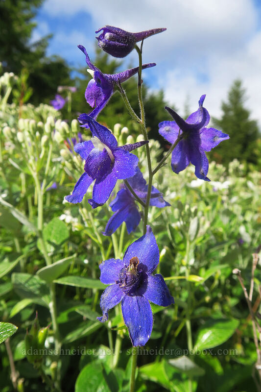 Menzies' larkspur (Delphinium menziesii) [Kings Mountain Trail, Tillamook State Forest, Tillamook County, Oregon]