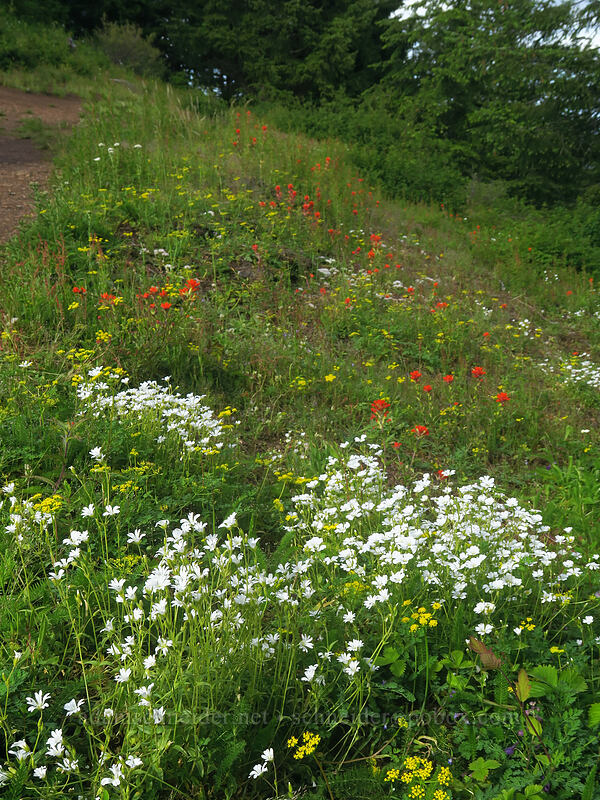chickweed, desert parsley, & paintbrush (Cerastium arvense, Lomatium martindalei, Castilleja hispida var. hispida) [Kings Mountain Trail, Tillamook State Forest, Tillamook County, Oregon]