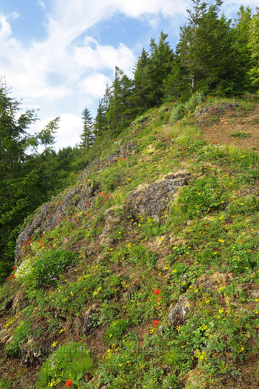 wildflowers [Kings Mountain Trail, Tillamook State Forest, Tillamook County, Oregon]