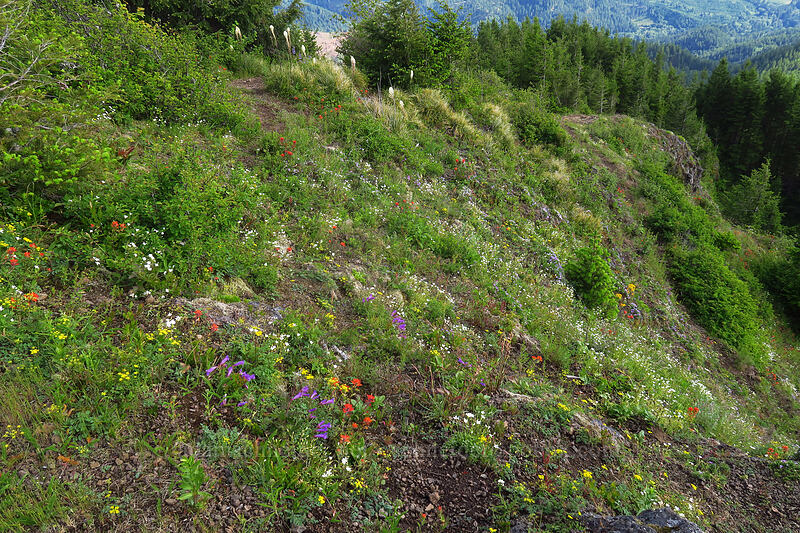 wildflowers [Kings Mountain Trail, Tillamook State Forest, Tillamook County, Oregon]