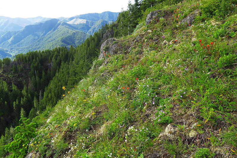wildflowers [Kings Mountain Trail, Tillamook State Forest, Tillamook County, Oregon]