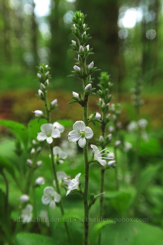 common speedwell (Veronica officinalis) [Kings Mountain Trail, Tillamook State Forest, Tillamook County, Oregon]