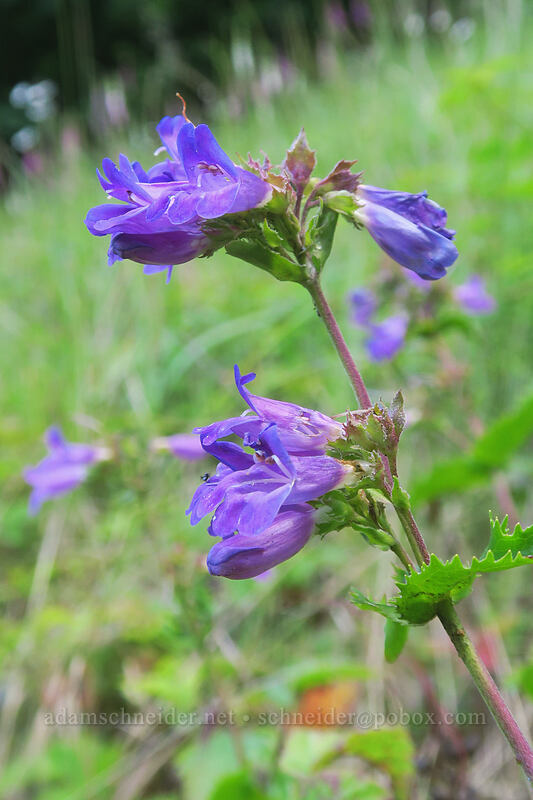 Cascade penstemon (Penstemon serrulatus) [Wilson River Highway, Tillamook State Forest, Tillamook County, Oregon]