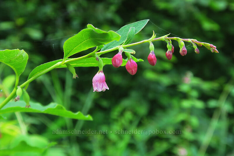 snowberry flowers (Symphoricarpos sp.) [Wilson River Highway, Tillamook State Forest, Tillamook County, Oregon]
