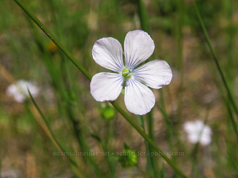 pale flax (Linum bienne) [Wagner Gap, Rogue River-Siskiyou National Forest, Jackson County, Oregon]