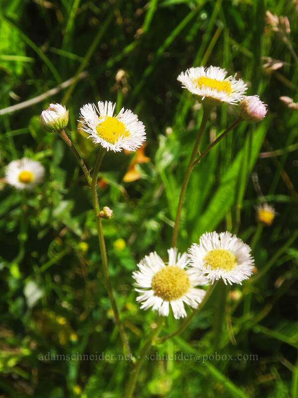 Philadelphia fleabane (Erigeron philadelphicus) [Wagner Gap, Rogue River-Siskiyou National Forest, Jackson County, Oregon]