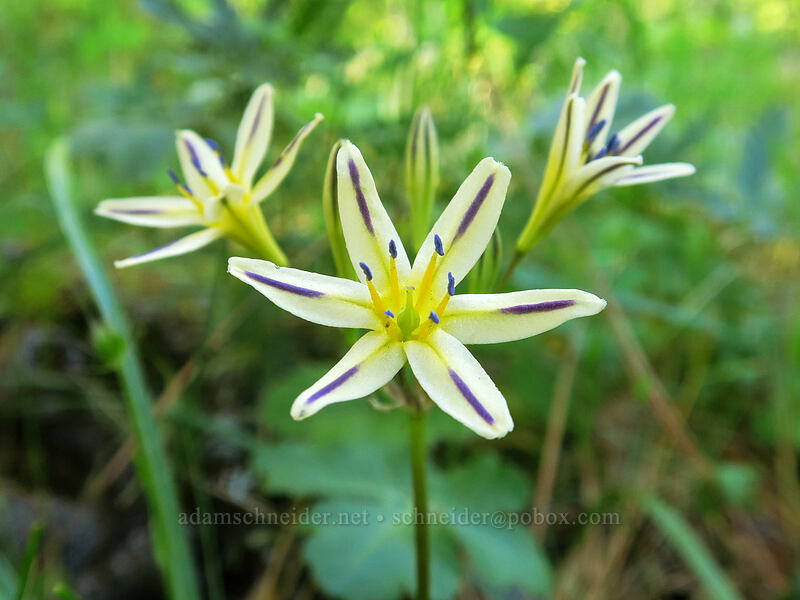Henderson's stars (Triteleia hendersonii) [Wagner Gap, Rogue River-Siskiyou National Forest, Jackson County, Oregon]