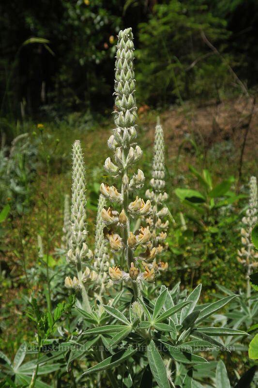 velvet lupine (Lupinus leucophyllus) [Wagner Gap, Rogue River-Siskiyou National Forest, Jackson County, Oregon]
