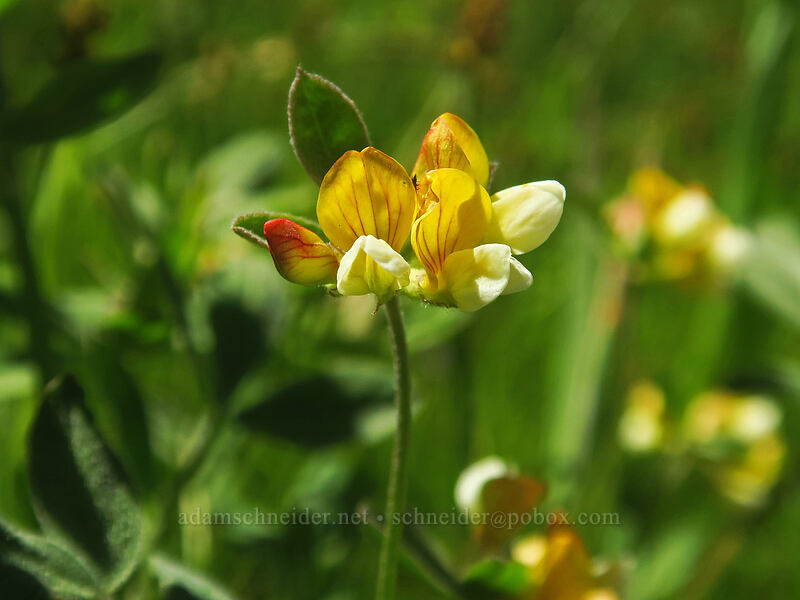 streambank bird's-foot trefoil (Hosackia oblongifolia (Lotus oblongifolius)) [Forest Road 22, Rogue River-Siskiyou National Forest, Jackson County, Oregon]