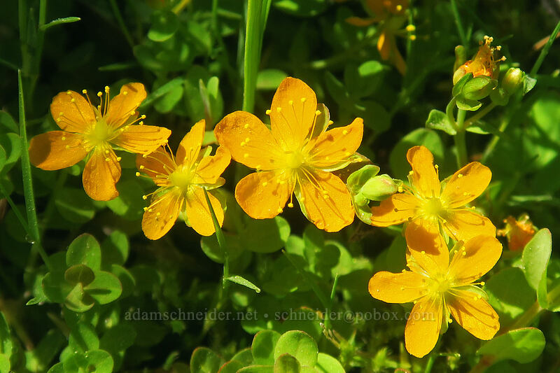 tinker's penny (creeping St. John's wort) (Hypericum anagalloides) [Forest Road 22, Rogue River-Siskiyou National Forest, Jackson County, Oregon]