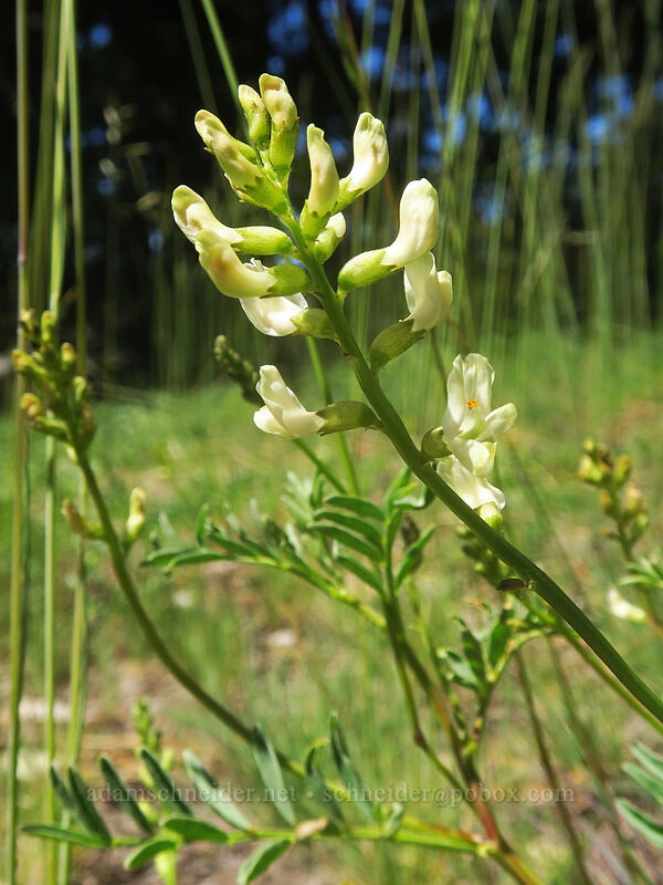 milk-vetch (Astragalus sp.) [Forest Road 20, Klamath National Forest, Jackson County, Oregon]