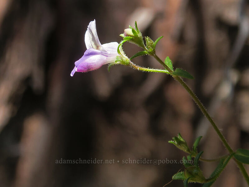 narrow-leaf blue-eyed-mary (Collinsia linearis) [Forest Road 20, Klamath National Forest, Jackson County, Oregon]