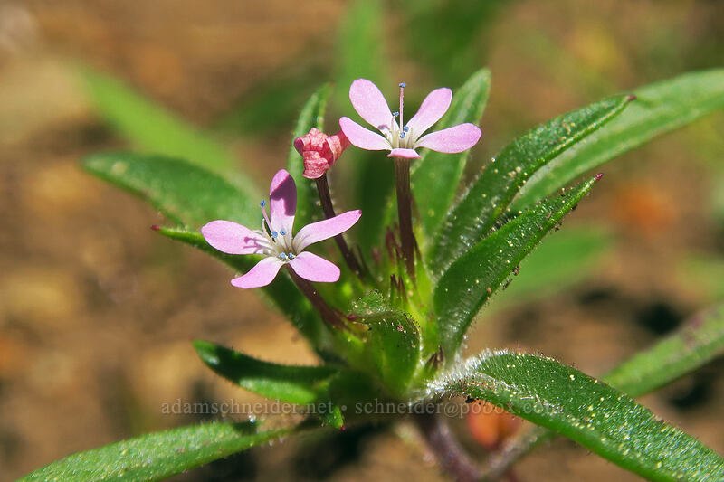 staining collomia (Collomia tinctoria) [Wrangle Gap, Klamath National Forest, Jackson County, Oregon]