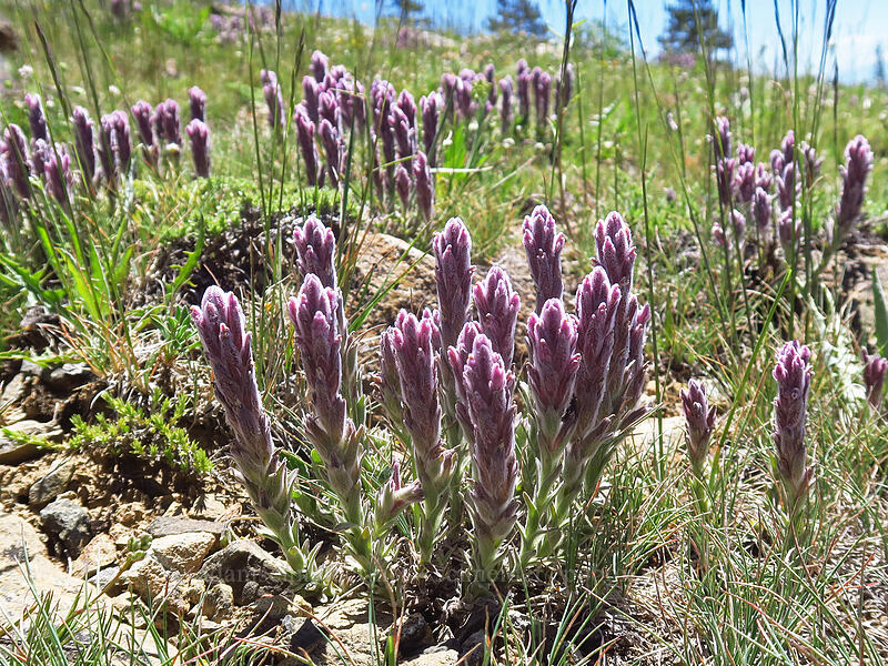 split-hair paintbrush (Castilleja schizotricha) [Big Red Mountain, Klamath National Forest, Jackson County, Oregon]