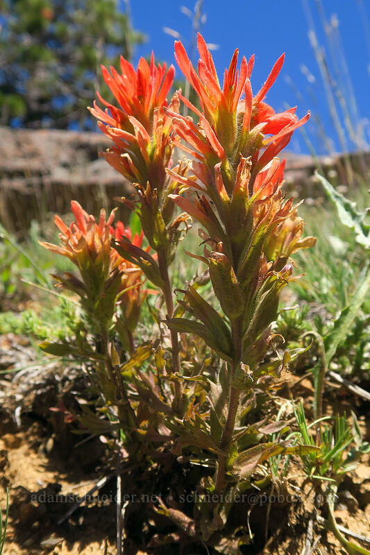 wavy-leaf paintbrush (Castilleja applegatei var. pinetorum) [Big Red Mountain, Klamath National Forest, Jackson County, Oregon]