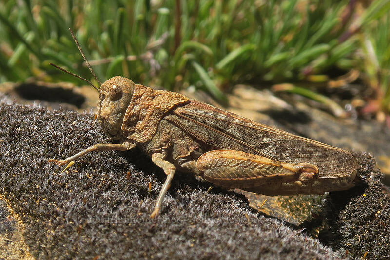 red-shanked grasshopper (Xanthippus corallipes) [Big Red Mountain, Klamath National Forest, Jackson County, Oregon]